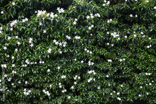 gerdenia crape Jasmine, white flowers with green leaves texture background