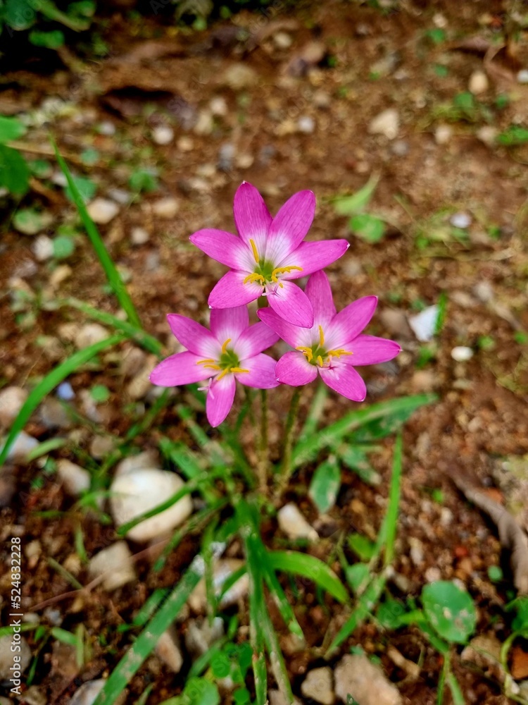 spring crocus flowers spring crocus flowers
