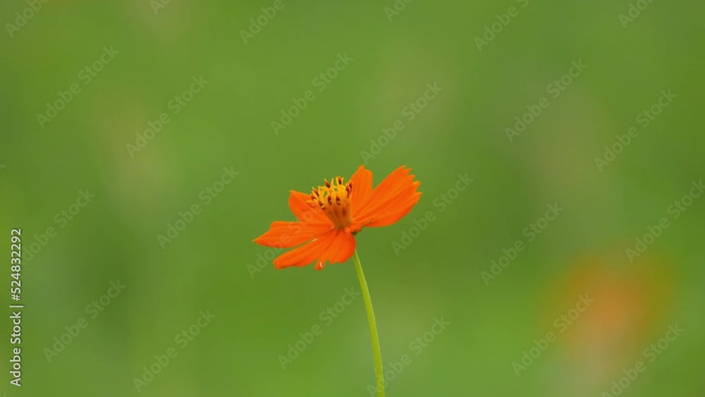 A single flower of yellow-flowered cosmos blooming in the field and swaying in the wind. A single flower of yellow-flowered cosmos blooming in the field and swaying in the wind.