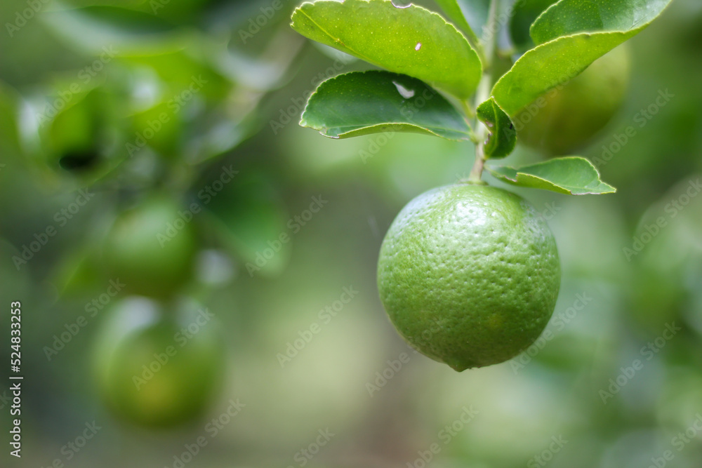 lemons in the natural garden lemons in the natural garden