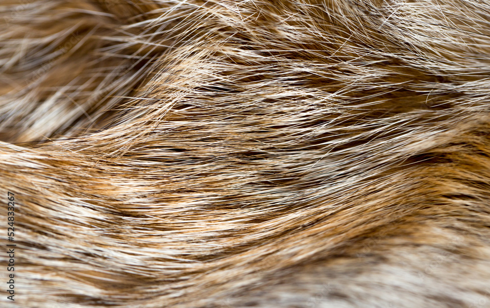 Animal fur close up. Background of gray sable and red fox or chinchilla wool, pile fur texture. Animal fur close up. Background of gray sable and red fox or chinchilla wool, pile fur texture.