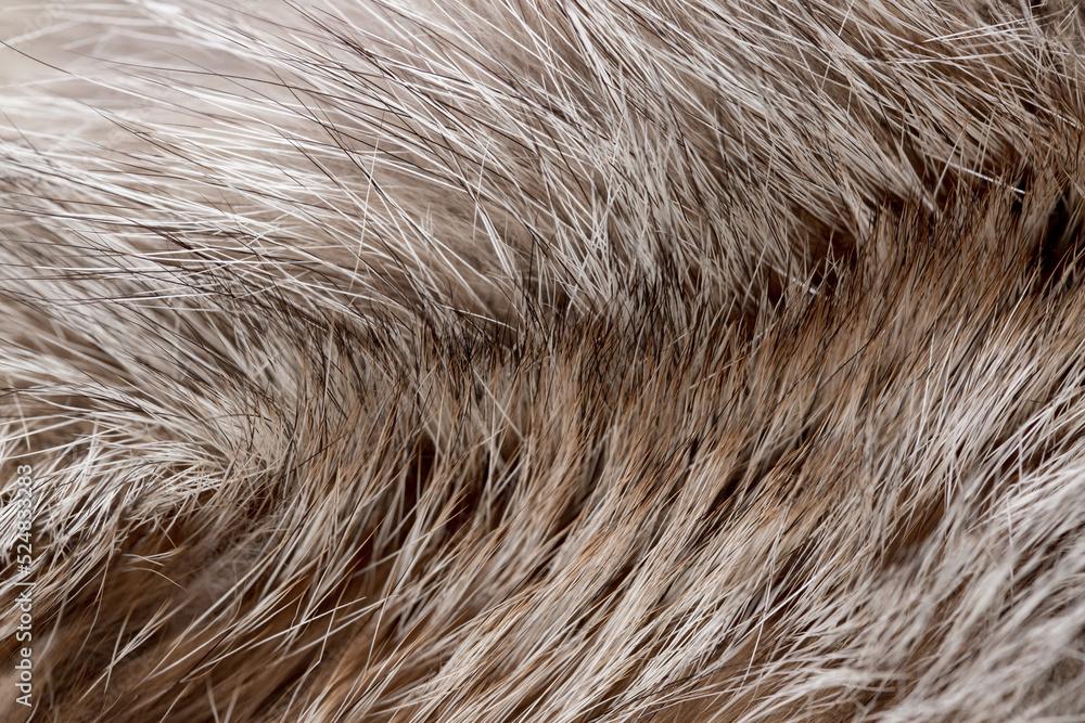 Animal fur close up. Background of gray sable and red fox or chinchilla wool, pile fur texture. Animal fur close up. Background of gray sable and red fox or chinchilla wool, pile fur texture.
