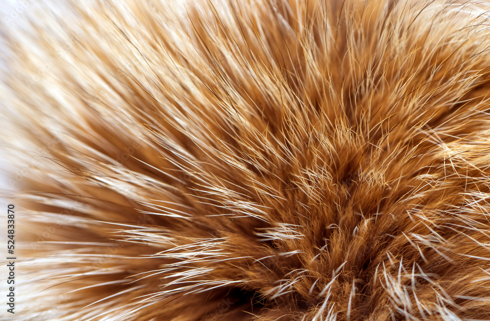 Animal fur close up. Background of gray sable and red fox or chinchilla wool, pile fur texture. Animal fur close up. Background of gray sable and red fox or chinchilla wool, pile fur texture.