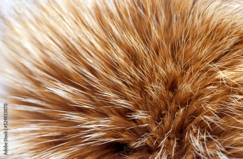 Animal fur close up. Background of gray sable and red fox or chinchilla wool  pile fur texture.