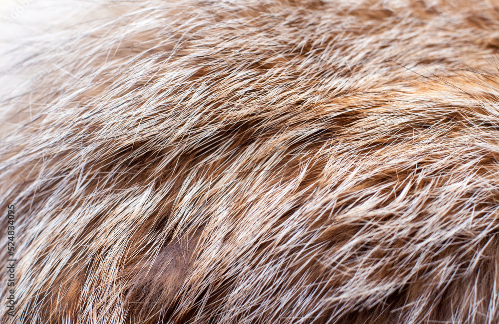 Black fox fur close up. Background of gray animal fur chinchilla, texture of fur pile. Black fox fur close up. Background of gray animal fur chinchilla, texture of fur pile.