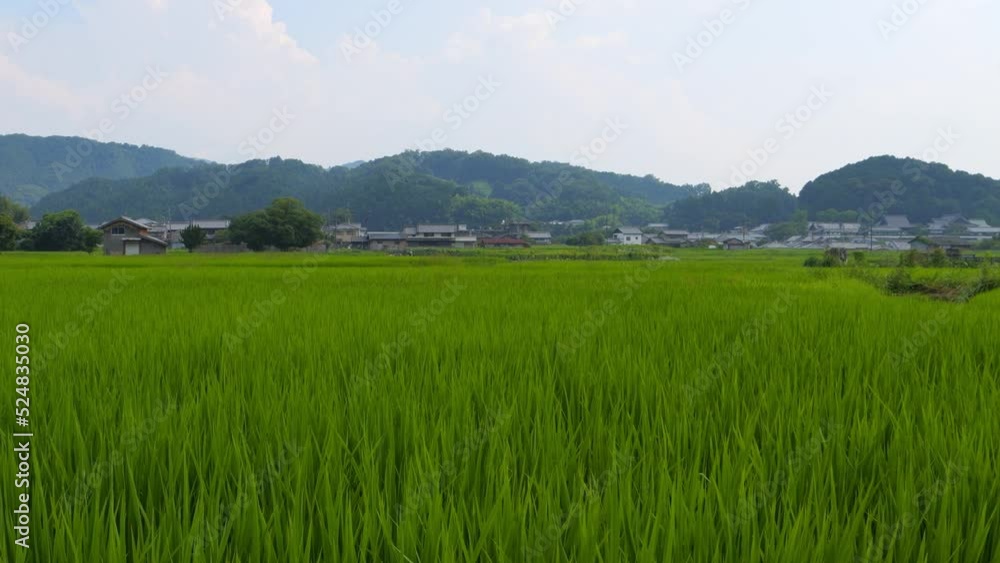 Japan, rural countryside in mid-summer, with large amounts of green growing rice plants in the vicinity. Japan, rural countryside in mid-summer, with large amounts of green growing rice plants in the vicinity.