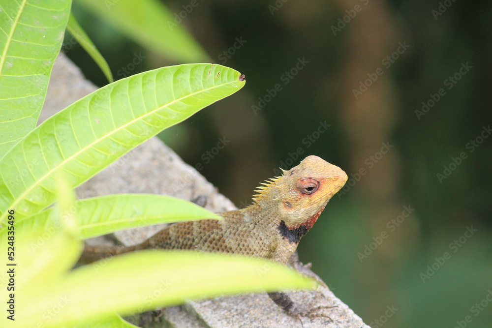 close up of a lizard close up of a lizard