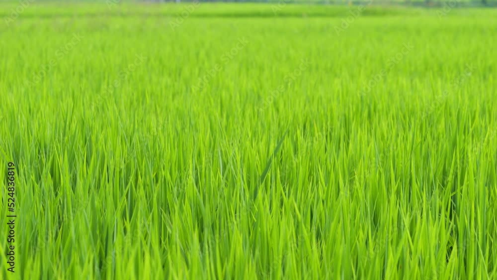 Midsummer rural rice paddies in Japan, beautiful green growing rice plants swaying in the wind. Midsummer rural rice paddies in Japan, beautiful green growing rice plants swaying in the wind.