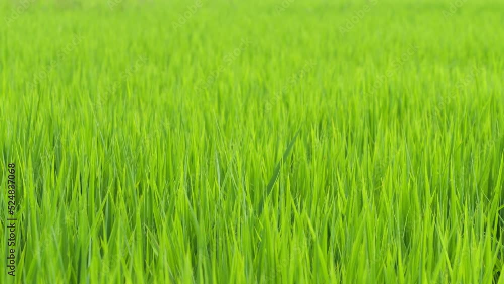Midsummer rural rice paddies in Japan, beautiful green growing rice plants swaying in the wind. Midsummer rural rice paddies in Japan, beautiful green growing rice plants swaying in the wind.