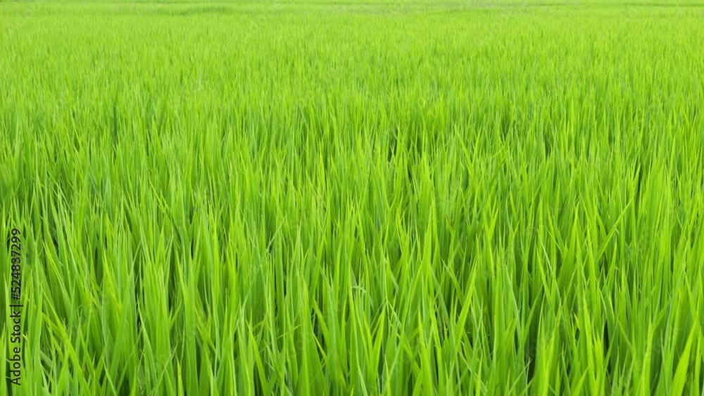 Midsummer rural rice paddies in Japan, beautiful green growing rice plants swaying in the wind. Midsummer rural rice paddies in Japan, beautiful green growing rice plants swaying in the wind.