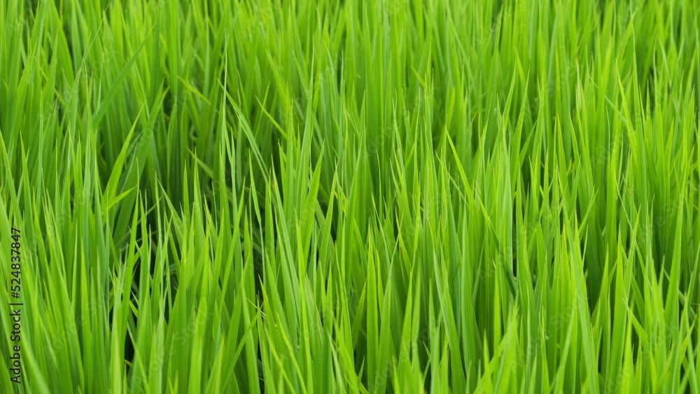 Midsummer rural rice paddies in Japan, beautiful green growing rice plants swaying in the wind. Midsummer rural rice paddies in Japan, beautiful green growing rice plants swaying in the wind.