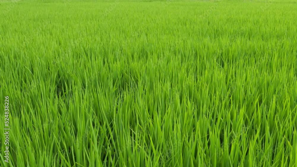 Midsummer rural rice paddies in Japan, beautiful green growing rice plants swaying in the wind. Midsummer rural rice paddies in Japan, beautiful green growing rice plants swaying in the wind.