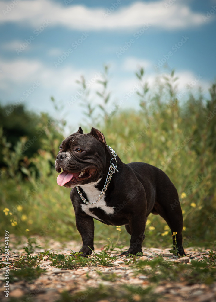 american bully puppy of black and white color in the forest