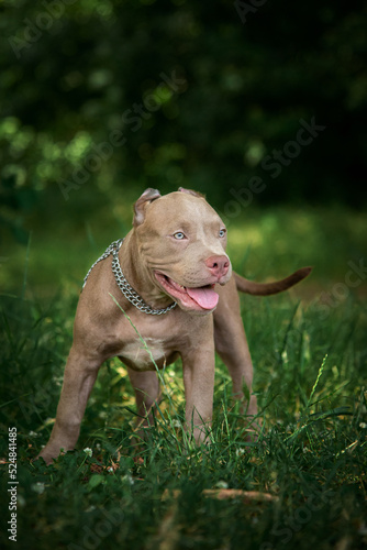 american bully Isabella s puppy in the woods