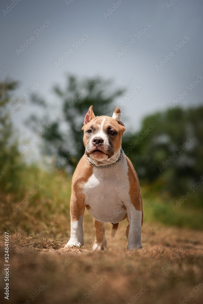 american bully puppy of red-white color in the forest