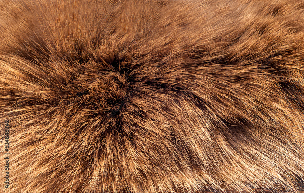 Animal fur close up. Background of gray sable and red fox or chinchilla wool, pile fur texture. Animal fur close up. Background of gray sable and red fox or chinchilla wool, pile fur texture.