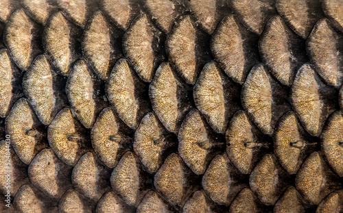 Fish Scale Background Texture
