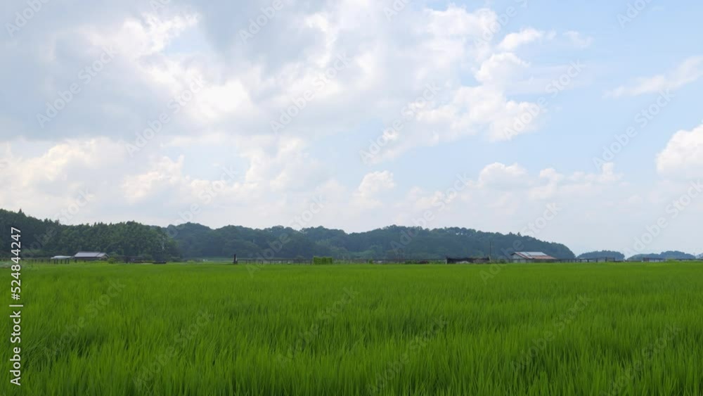 Japan, rural countryside in mid-summer, with large amounts of green growing rice plants in the vicinity. Japan, rural countryside in mid-summer, with large amounts of green growing rice plants in the vicinity.