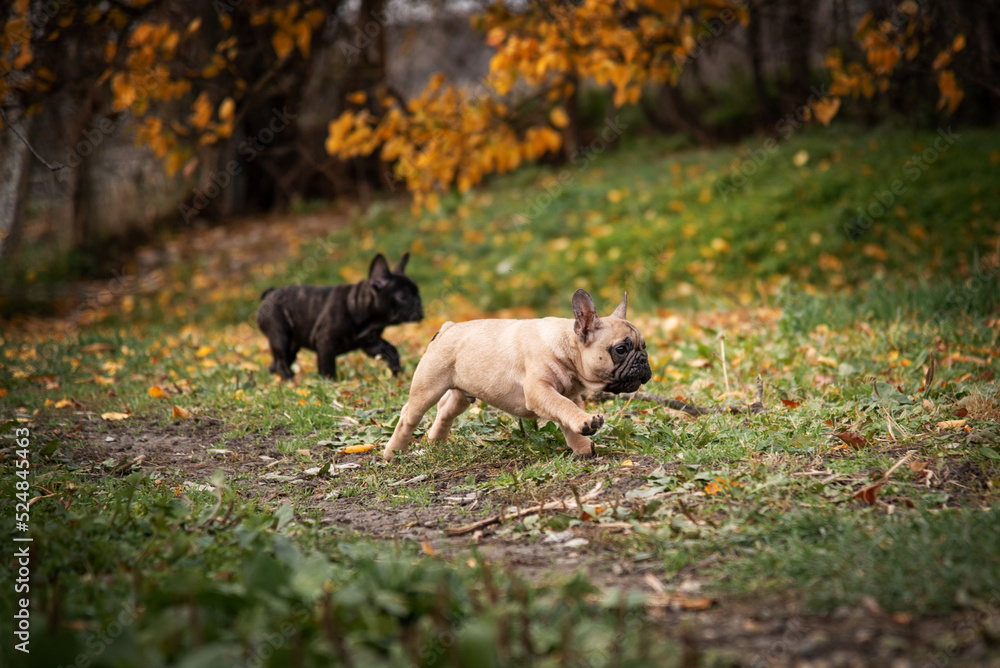 two small French bulldog puppies run through the autumn park