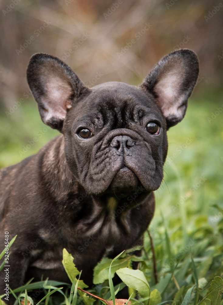 portrait of a French bulldog puppy of tiger color in an autumn park