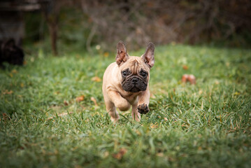 Leinwandbilder Französische Bulldogge Bulldoggen-Welpe im herbstlichen Park  © Dragomira