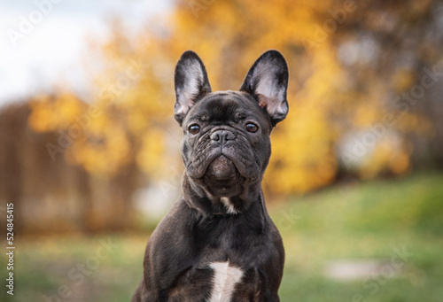 portrait of a French bulldog puppy of tiger color in an autumn park © Dragomira