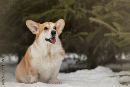 Happy Welsh Corgi Dog running outdoors in the snow Portrait