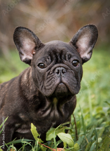 portrait of a French bulldog puppy of tiger color in an autumn park