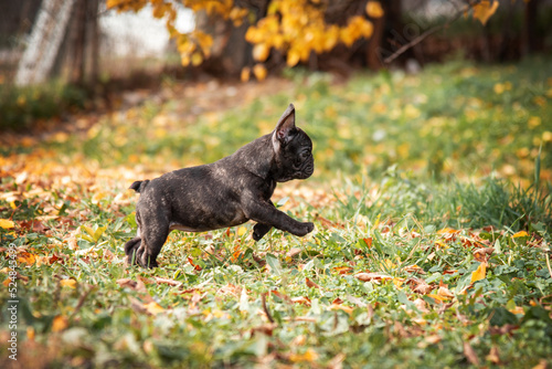small tiger puppy of a French bulldog runs in an autumn park