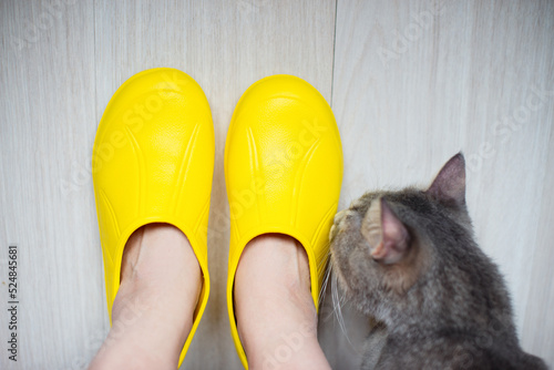 Legs in bright yellow rubber galoshes on a light background and a gray cat sniffing them. View from above. Selective focus.
