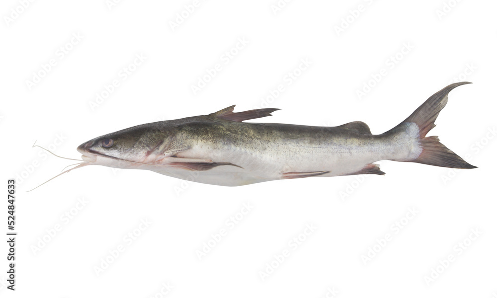 Fototapeta premium Fresh raw whole catfish isolated on white background 