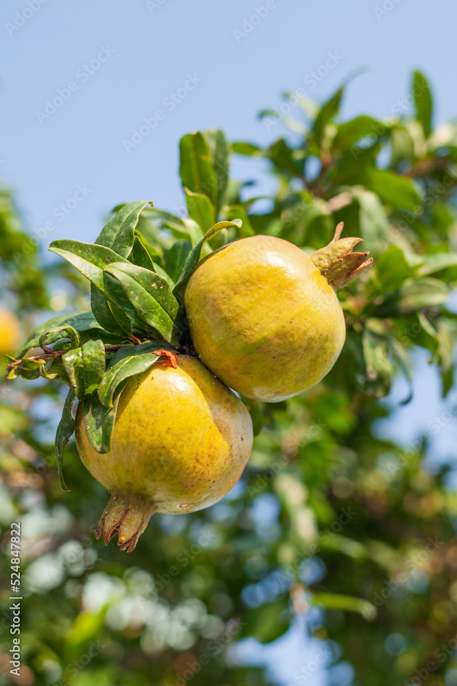 ripe pomegranate fruits grow on pomegranate tree in garden. ripe pomegranate fruits grow on pomegranate tree in garden.