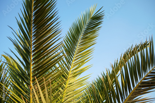 palm tree leaves against blue sky