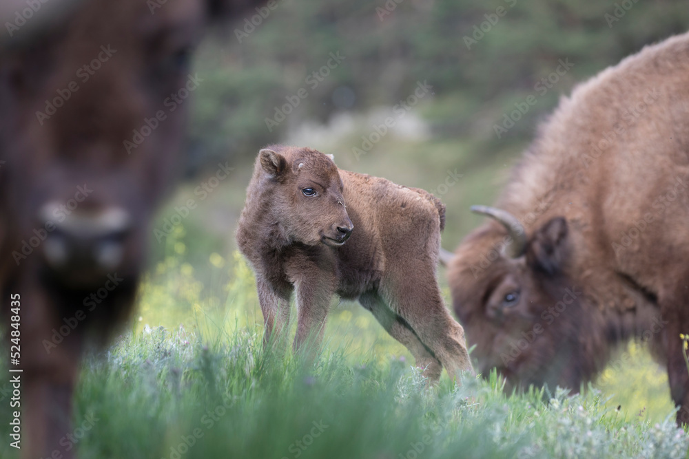 Fototapeta premium European bison (Bison bonasus), also known as the wisent is a ruminant bovid and one of the two species of extant bison