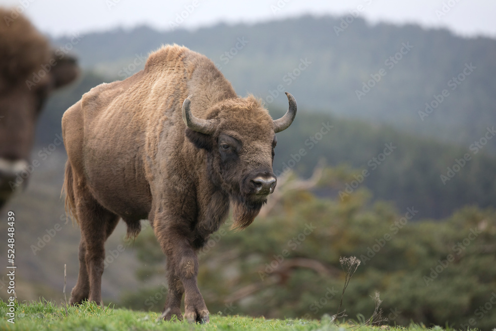 European bison (Bison bonasus), also known as the wisent is a ruminant bovid and one of the two species of extant bison European bison (Bison bonasus), also known as the wisent is a ruminant bovid and one of the two species of extant bison