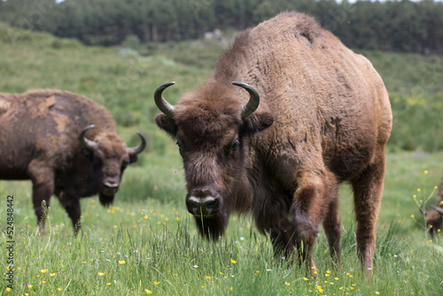 European bison (Bison bonasus), also known as the wisent is a ruminant bovid and one of the two species of extant bison