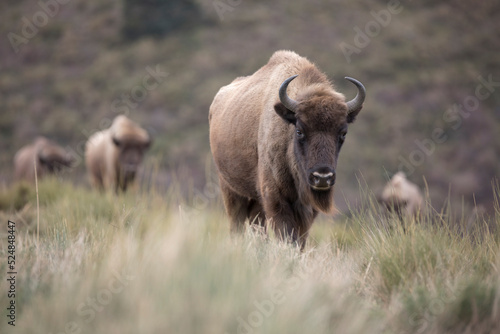 Fototapeta Naklejka Na Ścianę i Meble -  European bison (Bison bonasus), also known as the wisent is a ruminant bovid and one of the two species of extant bison