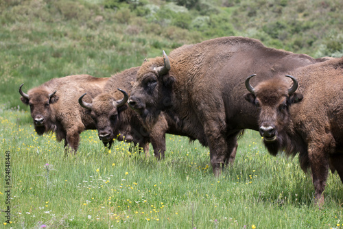 European bison (Bison bonasus), also known as the wisent is a ruminant bovid and one of the two species of extant bison © Pedro Bigeriego