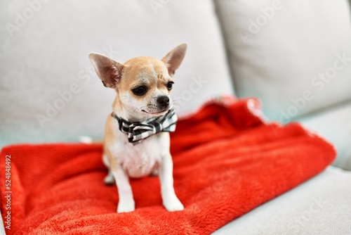 Beautiful small chihuahua puppy standing on the sofa curious and happy  healthy cute babby dog at home