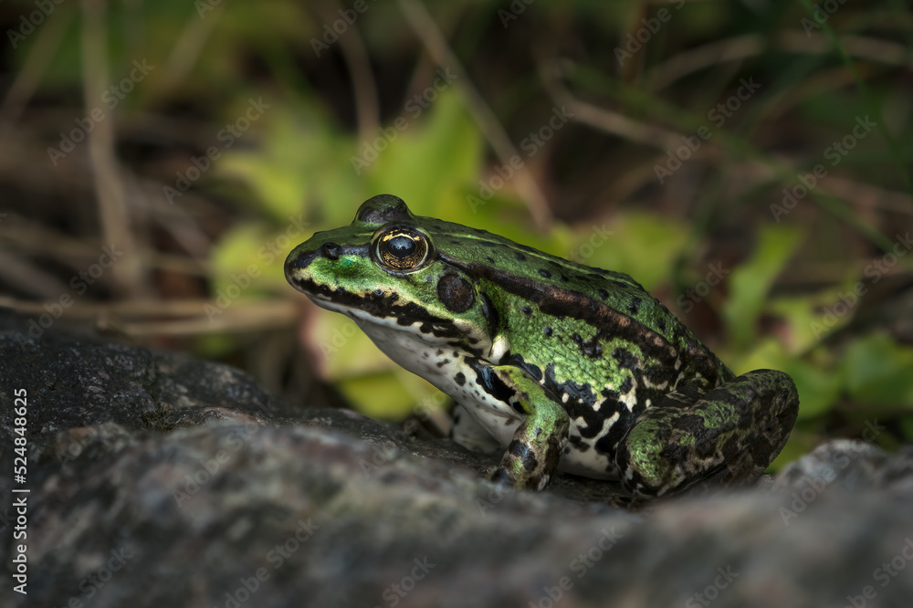 Side view of a beautiful green european frog sitting on a rock Side view of a beautiful green european frog sitting on a rock