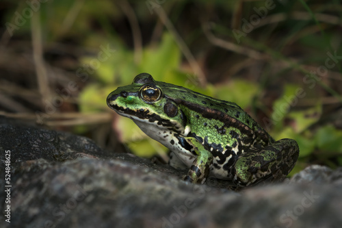 Side view of a beautiful green european frog sitting on a rock