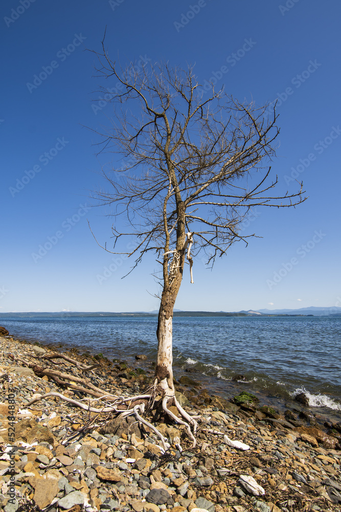 a dry tree on the seashore