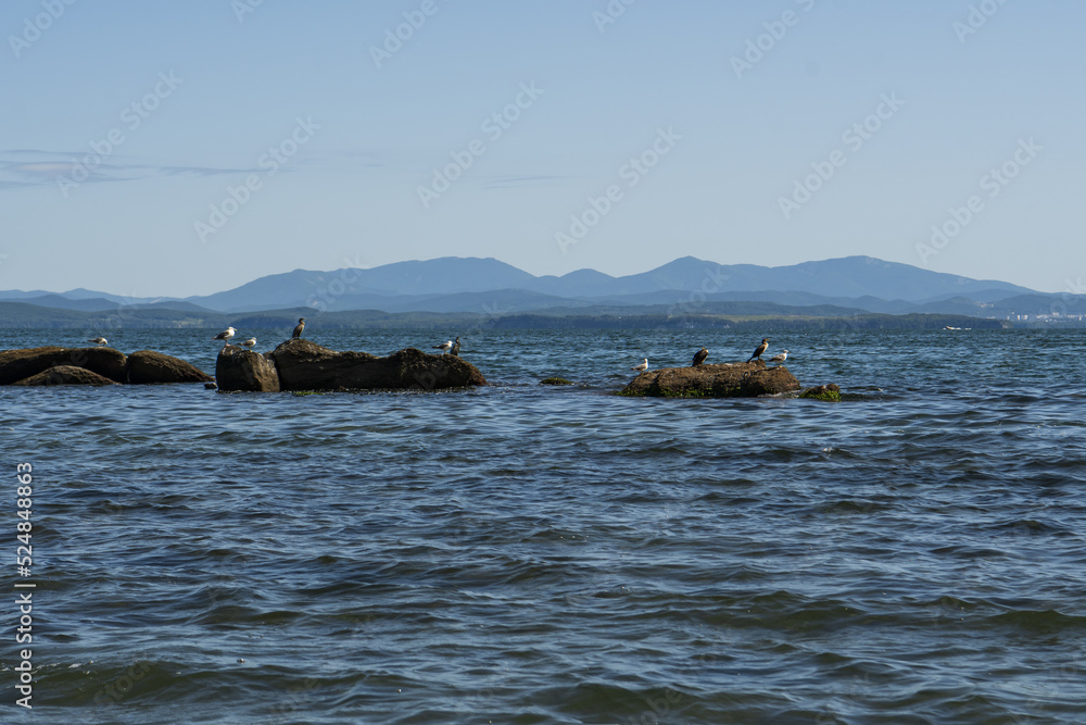 seabirds sit on rocks