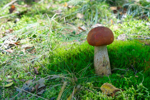 chanterelle mushrooms on wooden background