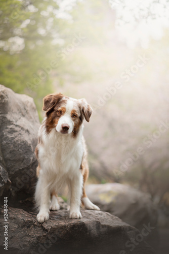 Portrait of the beautiful Aussie Australian Shepherd Dog on Spring with a cherry blossom 