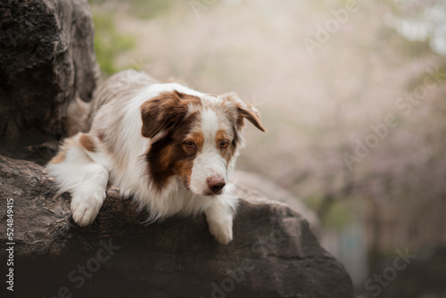 Fototapeta Naklejka Na Ścianę i Meble -  Portrait of the beautiful Aussie Australian Shepherd Dog on Spring with a cherry blossom 