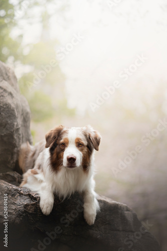 Portrait of the beautiful Aussie Australian Shepherd Dog on Spring with a cherry blossom 