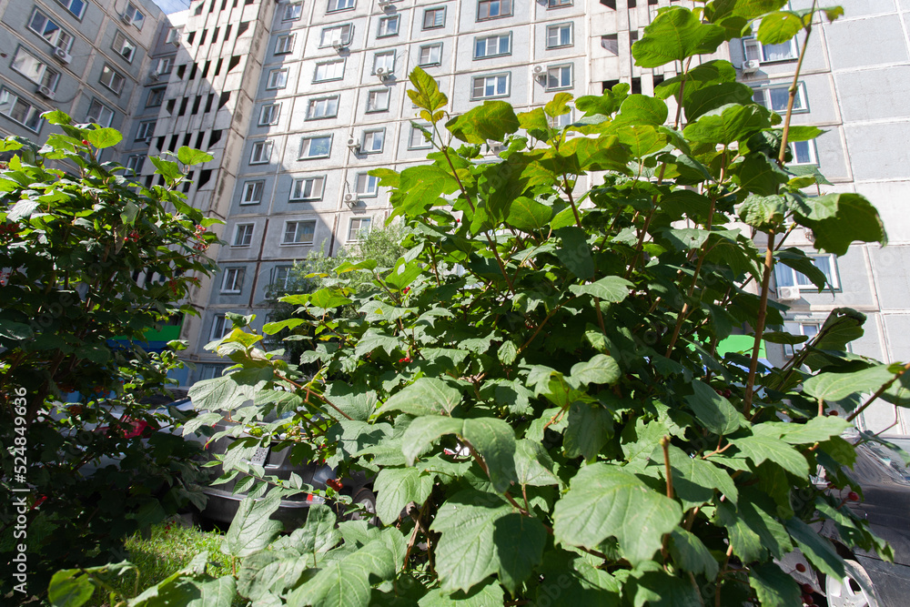 Red currant bush in the courtyard of a multi-storey residential building Red currant bush in the courtyard of a multi-storey residential building