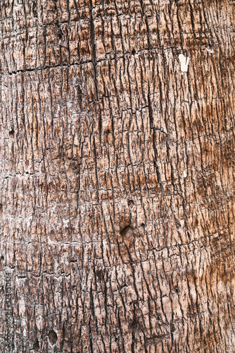  Tree bark texture, natural background