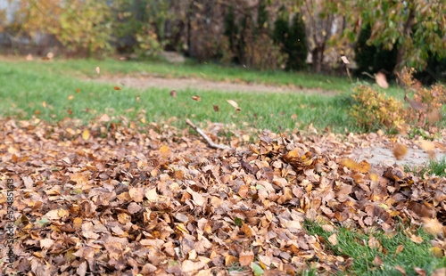 Brown leaves on the lawn. Autumn cleaning in the garden. Cleaning leaves in the fall.